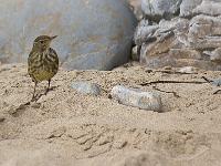Crozon - Plage de Goulien  A l'ouest de la plage de Goulien - Oiseau