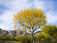 Sisteron - Plan d'Eau - Marres  Flamboyance d'automne (2)