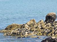 Pointe de la Torche  Rochers et moules
