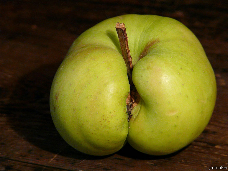 pomme-02web.jpg - Pomme femelle (vue de dos)