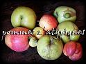 pomme-00
