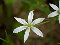 Fleurs Printemps 2015 Part I  Dame de Onze Heure