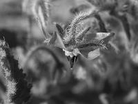 Fleurs Printemps 2015 Part I  Bourache
