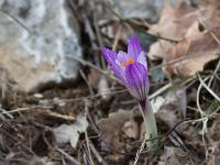 Fleurs Printemps 2015 Part I  Crocus