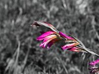 Fleurs Printemps 2015 Part I  Glaïeul des Moissons