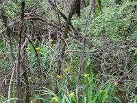 Fleurs Printemps 2015 Part I  Iris d'Eau