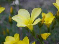Fleurs Printemps 2015 Part I  Lin Campanulé