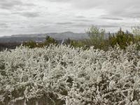 Fleurs Printemps 2015 Part I  Prunus en fleur