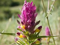 Fleurs Printemps 2015 Part I  Melampyre des Champs