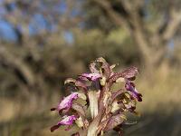 Fleurs Printemps 2015 Part I  Orchis