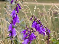 Fleurs Printemps 2015 Part II  Campanule Fausse Raiponce
