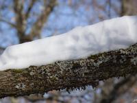 Sisteron Collet Marquise  Neige sur une branche de chêne