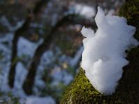 Sisteron Collet Marquise  Neige sur une branche de chêne