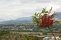 sisteron-collet-035
