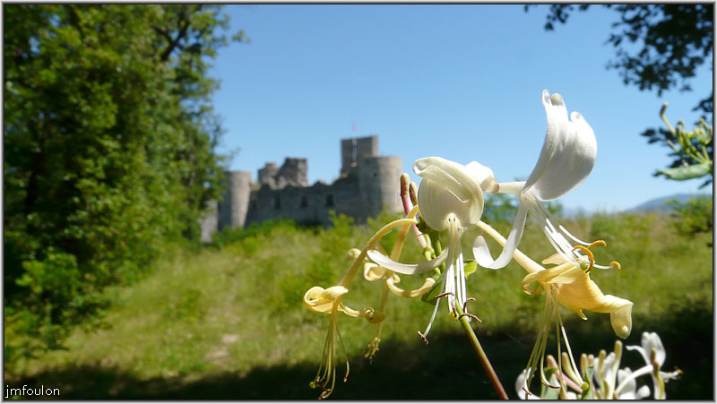 tallard-chateau-49web.jpg - Je n'ai pas résisté à immortaliser cette fleur de chevrefeuille à l'odeur suave