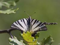 Insectes et Papillons  Papillon non identifié 1/2
