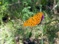 Insectes et Papillons  Mélitée orangée