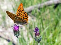 Insectes et Papillons  Mélitée orangée