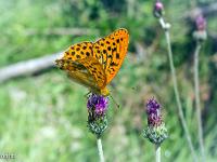 Insectes et Papillons  Mélitée orangée