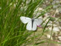 Insectes et Papillons  Gazé