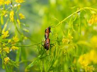 Insectes et Papillons  Gendarme (Pyrrhocore) Noms vernaculaires : Soldat, punaise rouge, punaise de feu, suisse, diable cherche-midi, bête indienne ou pompier 2/2