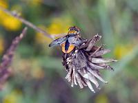 Insectes et Papillons  Magnifique cette sorte de mouche ! ...