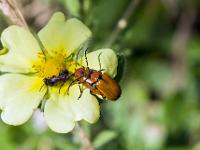 Insectes et Papillons  Petite sauterie ...