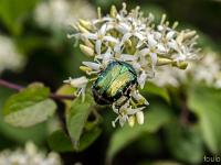 Insectes et Papillons  Scarabée vert