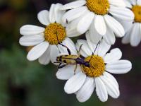 Insectes et Papillons  Lepture tachetée (2/2)