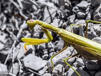 Insectes et Papillons  Mante religieuse 2/3