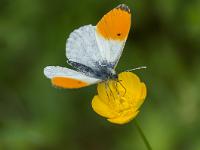 Insectes et Papillons  Aurore 2/2