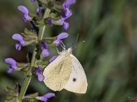 Insectes et Papillons  Au pied de la citadelle de Sisteron au Sud