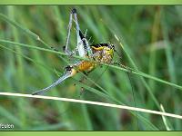 Insectes et Papillons  Sauterelle