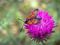 Insectes et Papillons  Zygene