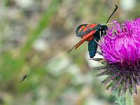 Insectes et Papillons  Zygene