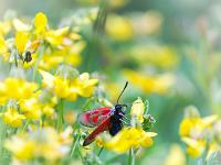 Insectes et Papillons  Zygène