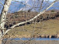 Lac de Mison