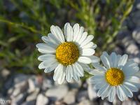 Le Jabron  Grande Marguerite