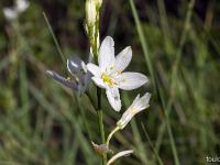 Le Jabron  Phalangère 2/2