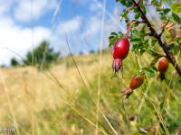 Montagne de Lure  Le fruit de l'églantine, le cynorrhodon ou "gratte-cul"