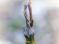 Eveil de la nature à l'ubac de Lure  Naissance d'une fleur de tussilage