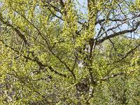 Eveil de la nature à l'ubac de Lure  De jeunes et tendres feuilles ! ...
