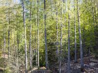 Eveil de la nature à l'ubac de Lure  Près d'une marre