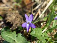 Eveil de la nature à l'ubac de Lure  Violette