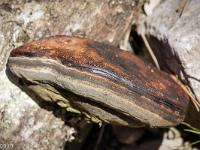 Eveil de la nature à l'ubac de Lure  Champignon sur un arbre mort