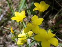 Rando à Mongervis - Fleurs  Lin campanulé et sa petite sauterelle ! ...