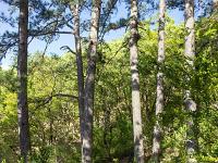 Montgervis