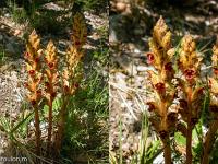Montgervis  Orobanche