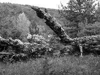 Noir & Blanc - Photos Nature  Arbre mort