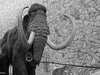 Noir & Blanc - Photos en vrac  Mammouth (musée de la préhistoire de Quinson (Haute Provence)
